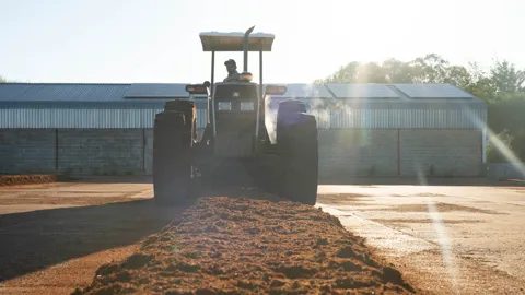 A tractor on the tea court at sunrise with red rooibos spread in a line behind it