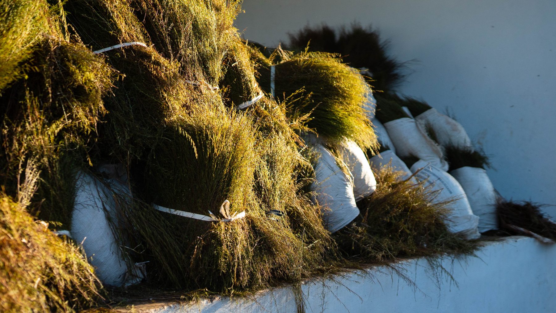 Cut green rooibos gathered together on the court, close up