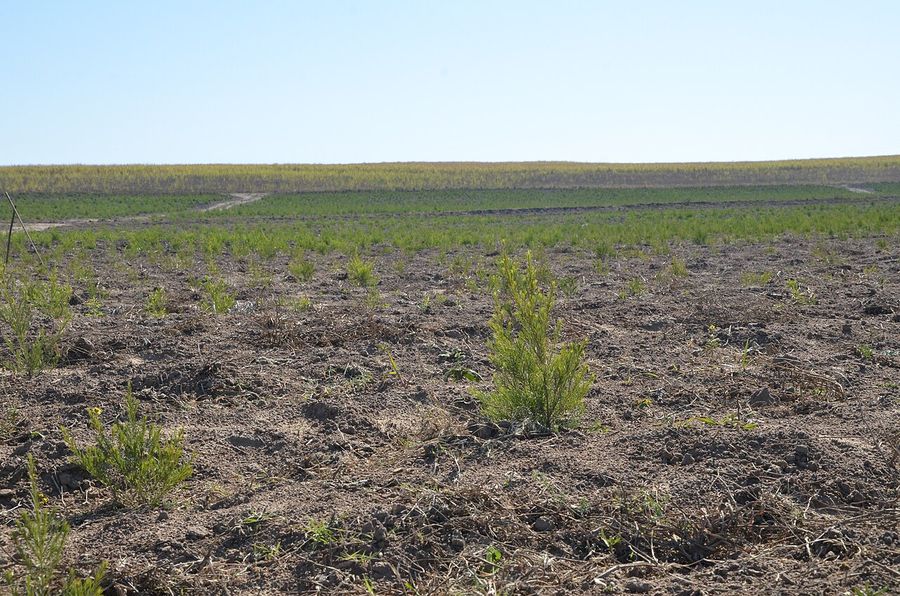 A field of small rooibos plants in sandy soil under a pale sky