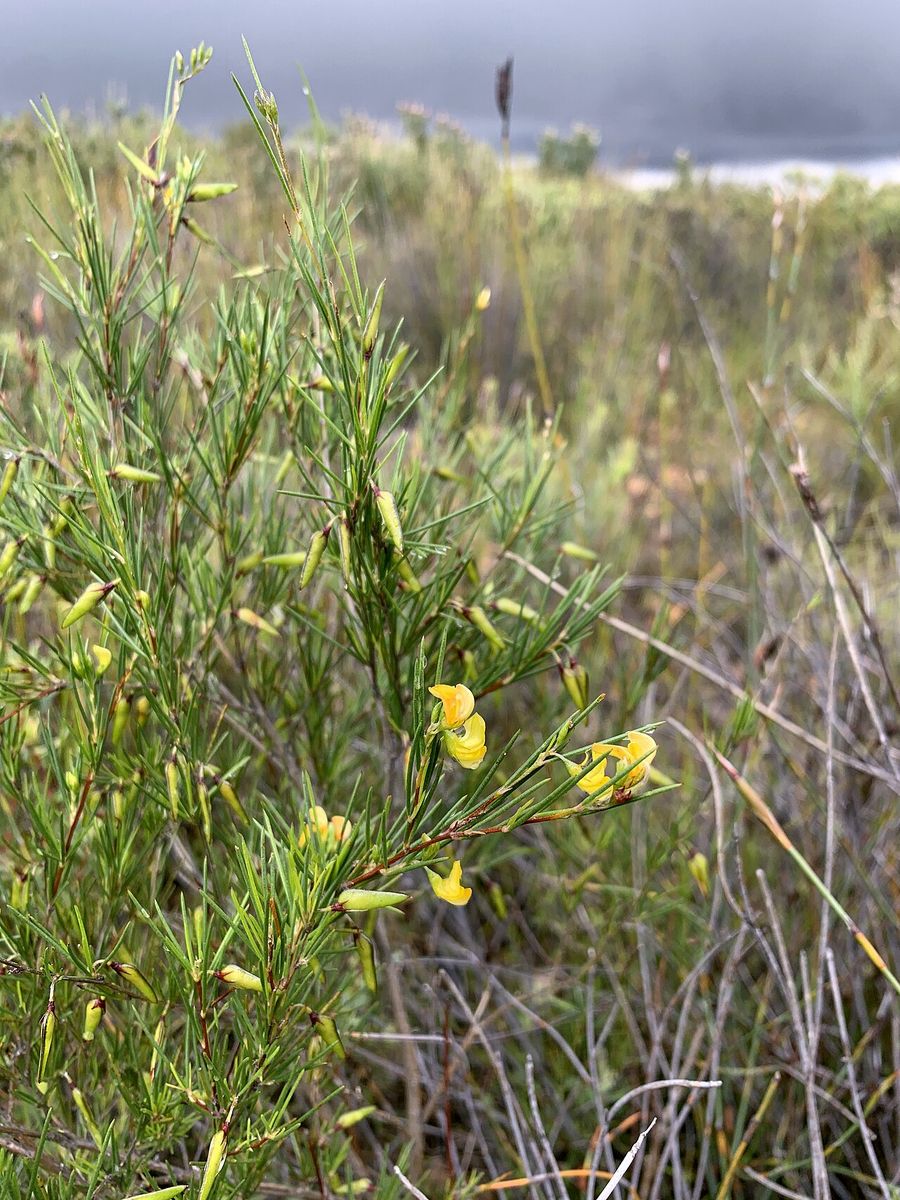 Rooibos, Aspalathus linearis, with yellow flowers on fine green stems