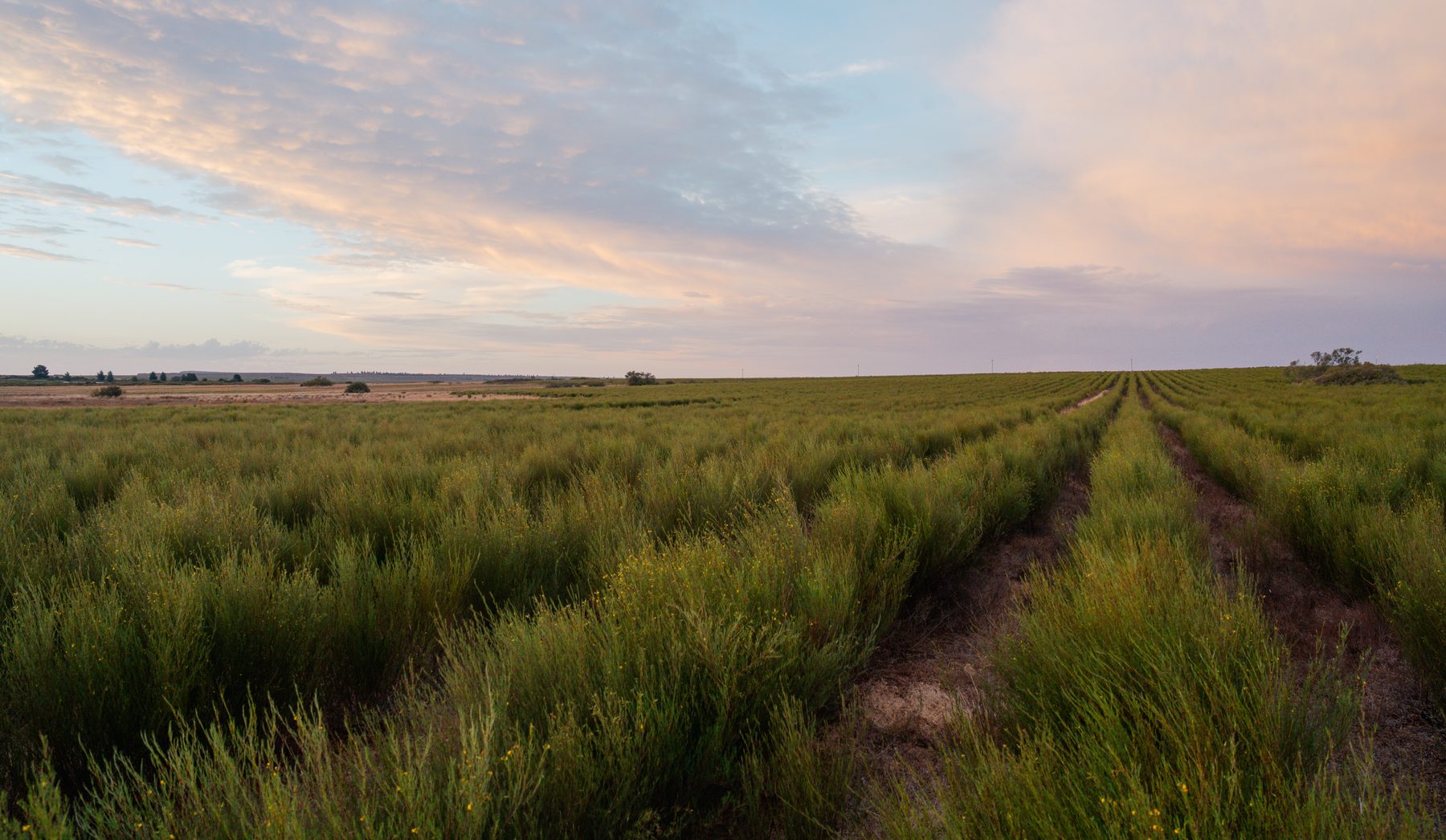 Rooibos rows beneath a soft evening sky on the Bokkeveld