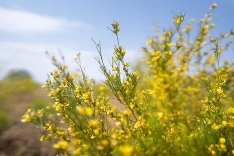 A rooibos shrub in yellow flower, close up, with blue sky behind